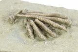 Fossil Crinoid (Agaricocrinus) - Crawfordsville, Indiana #263079-2